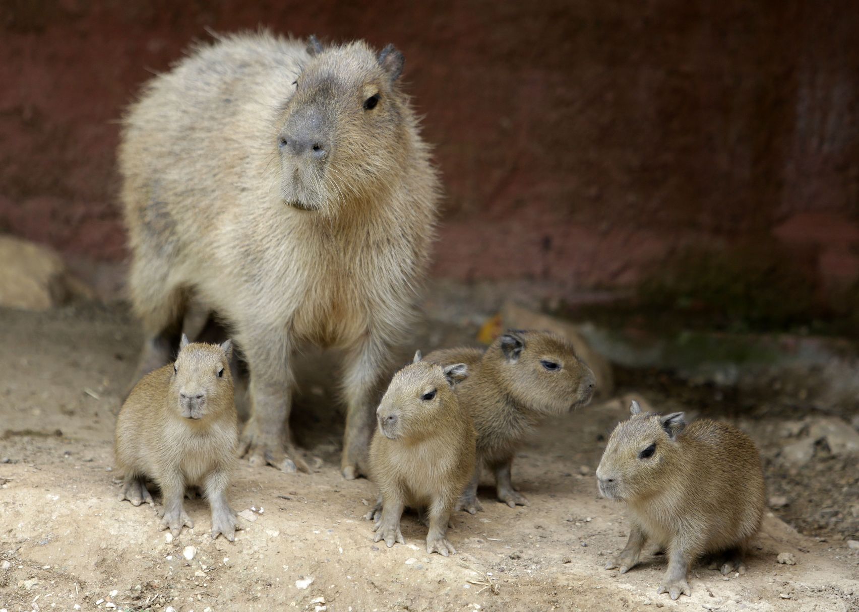Greece Zoo